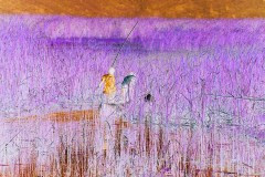 03491.P175A