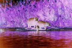 03491.P181A