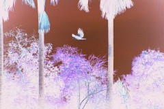 03491.P183