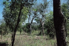 03491.P210B