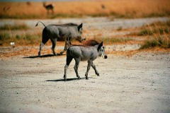 thumbs_03491.P300A