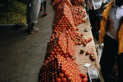 thumbs_03491.P62A