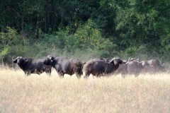 thumbs_Buffalo