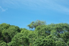 thumbs_Fish-Eagle-Malawi1000