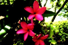 thumbs_Floral-2