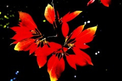 thumbs_Floral-5_1000