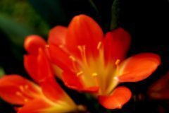 thumbs_Floral-7-scaled