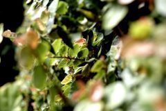 thumbs_Floral-8-scaled