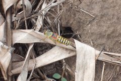 thumbs_Grasshopper-scaled