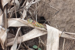 thumbs_Grasshopper1000