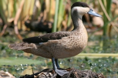 thumbs_Lake-Chilwa3