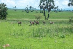 thumbs_Liwonde-animals-scaled