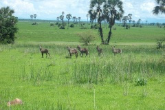 thumbs_Liwonde-animals_1000