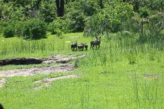 thumbs_Liwonde-bush-pig-scaled