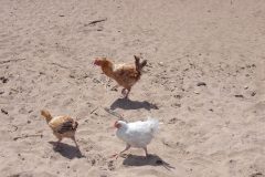 thumbs_Malawi-Beach-Chickens-scaled