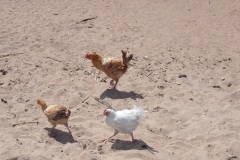 thumbs_Malawi-Beach-Chickens_1000
