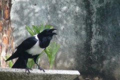 thumbs_Malawi-crow