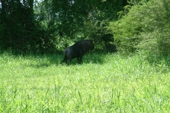 thumbs_Nyala-Park-2004-005
