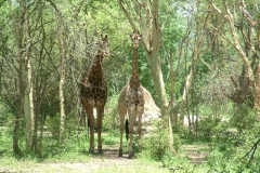 thumbs_Nyala-Park-2004-016