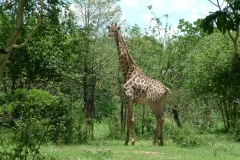 thumbs_Nyala-Park-2004-034