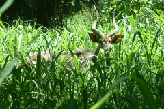 thumbs_Nyala-Park-2004-037