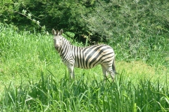 thumbs_Nyala-Park-2004-046