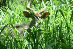 thumbs_Nyala-Park-Southern-Region