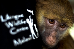 thumbs_baboon-with-lilwc-badge