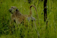 thumbs_baboon