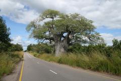 thumbs_baobab