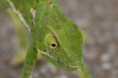 thumbs_chameleon1