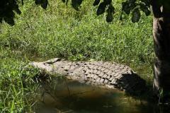 thumbs_croc