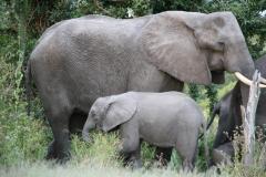 thumbs_elephant-1
