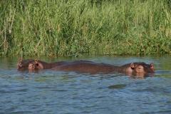 thumbs_hippo