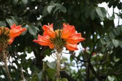 thumbs_livingstonia-monze