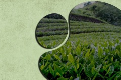 thumbs_malawi1_767